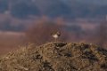 Killdeer 2016-02-13